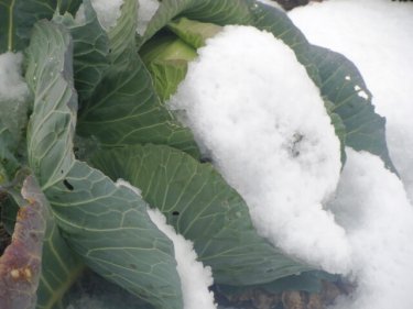 雪中キャベツの甘味の秘密に迫る！５つのレシピもご紹介！