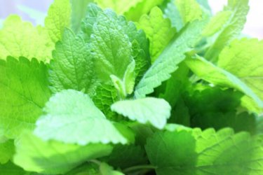 さわやかなペパーミントで美容と健康を手に入れる５つの効果