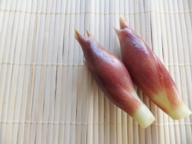夏バテ防止にもみょうがはいかが？実は手軽に栽培できる５つのポイント