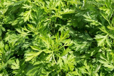 エステに通わずおうちでできる！よもぎ蒸しで得られる７つの効果