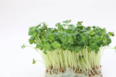 健康に良い！？かいわれ大根の栄養が発揮する５つの効果