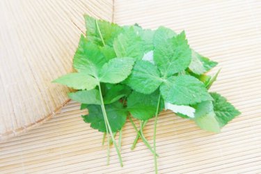 年中いつでも手に入るみつばの効果がすごい！含まれる５つの栄養素