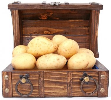 種類によって違います！きちんと知ろう５つの野菜の保存方法