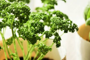 美味しく食べよう！パセリをまるごと使った栄養満点レシピ５選