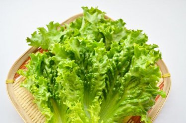 意外とスゴイ！知らないと損するリーフレタスの６つの栄養効果！