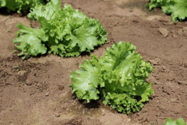 みずみずしいレタスを育ててみたくないですか？栽培の５つのポイント