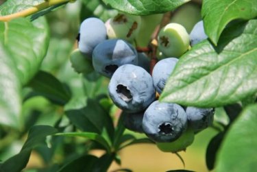 甘酸っぱい酸味が癖になる！ブルーベリーをお家で育てる５つのポイント