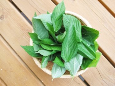 モロヘイヤは栄養ぎっしり！王様の野菜に含まれる６つの栄養素