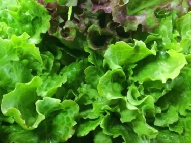 歯ごたえシャキっと！サニーレタスを美味しく食べる５つのレシピ