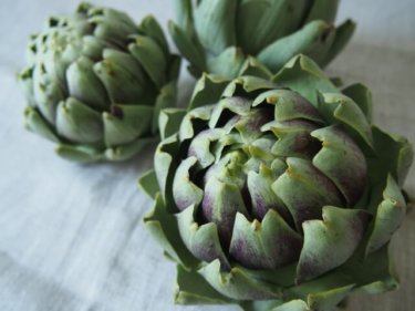 気分は高級レストラン！アーティチョークの栄養価やアレンジ法を紹介