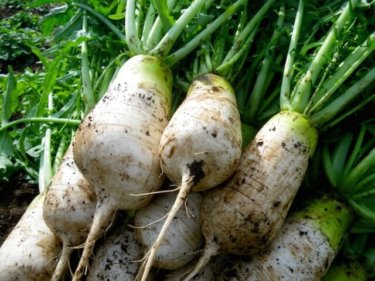 ねずみの様な形をしている辛みが強いねずみ大根の美味しい食べ方レシピ