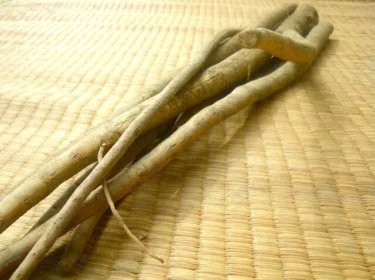 食物繊維がたっぷり！ゴボウの家庭で育てるのに必要な５つの秘訣