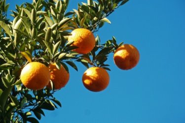 和歌山県の奇跡の果物「じゃばら」の意外と知らない６つの効果