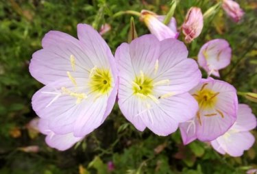 お肌にいいだけじゃない？！注目される月見草オイルの５つの効果効能