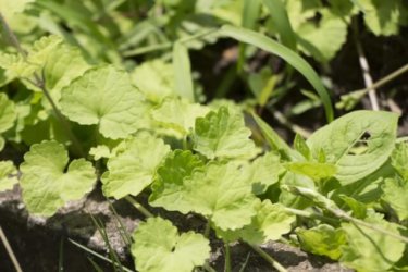 ダイエット効果にも注目！カキドオシについて知っておきたい８つの効能