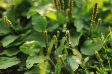 野草なのに効果が凄すぎ！オオバコの意外と知らない効能５選