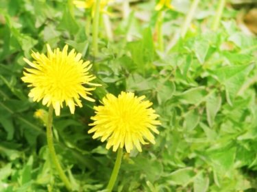春の野草たんぽぽは女性の見方！知っておきたい５つのこと