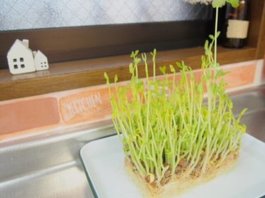 意外と簡単！体にもお財布にも優しい台所栽培できる野菜５選