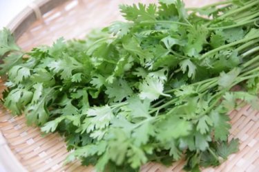 パクチーの独特な臭みを消して美味しく食べれる６つのレシピ