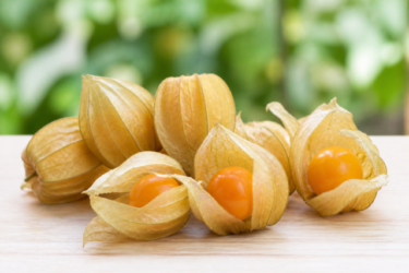 食用ほおずきの育て方｜種まきから収穫まで5つのポイント